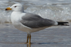 Larus armenicus